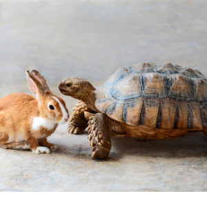 tortoise and hare