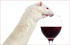 mouse drinking wine