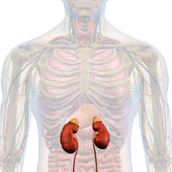 cortisol adrenal glands