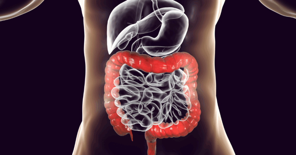 Image of the gut and intestines, where the microbiome lives