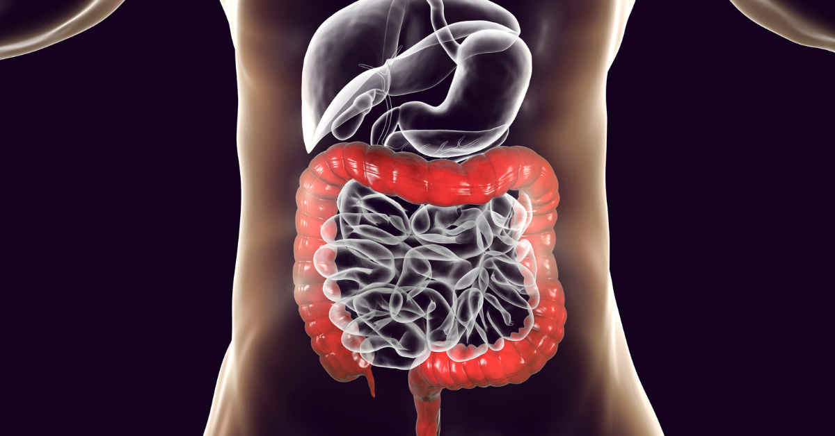 Image of the gut and intestines, where the microbiome lives