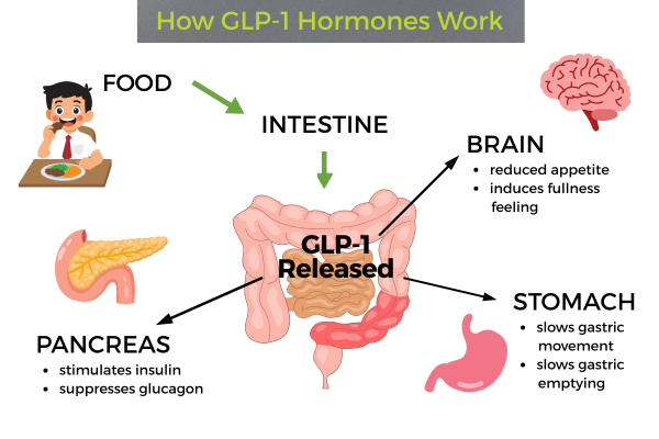 Diagram showing how GLP-1 is released after eating and affects the brain, pancreas, and stomach to regulate hunger, insulin, and digestion.