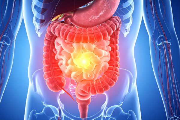 Digestive system illustration highlighting the intestines to represent IBS and digestive symptoms